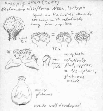 Vorschaubild Nectandra cissiflora Nees